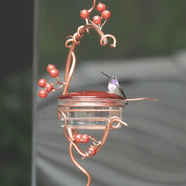 Red Berries Hummingbird Feeder - Aisitin Online