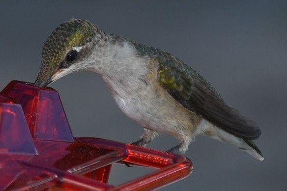 Mary's Sweety Hummingbird Feeder With Perch And Built-in Ant Moat - Aisitin Online