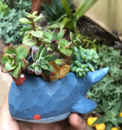 Whale succulent plant pot